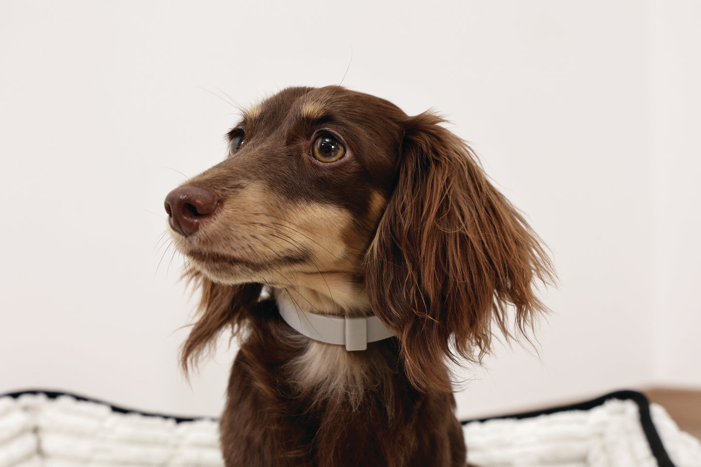M-PETS Keep Calm Calming Pheromone Collar for Dogs, Anti-Anxiety Collar for Barking, Stress & Separation Anxiety, Up to 60 Days Calming Effect