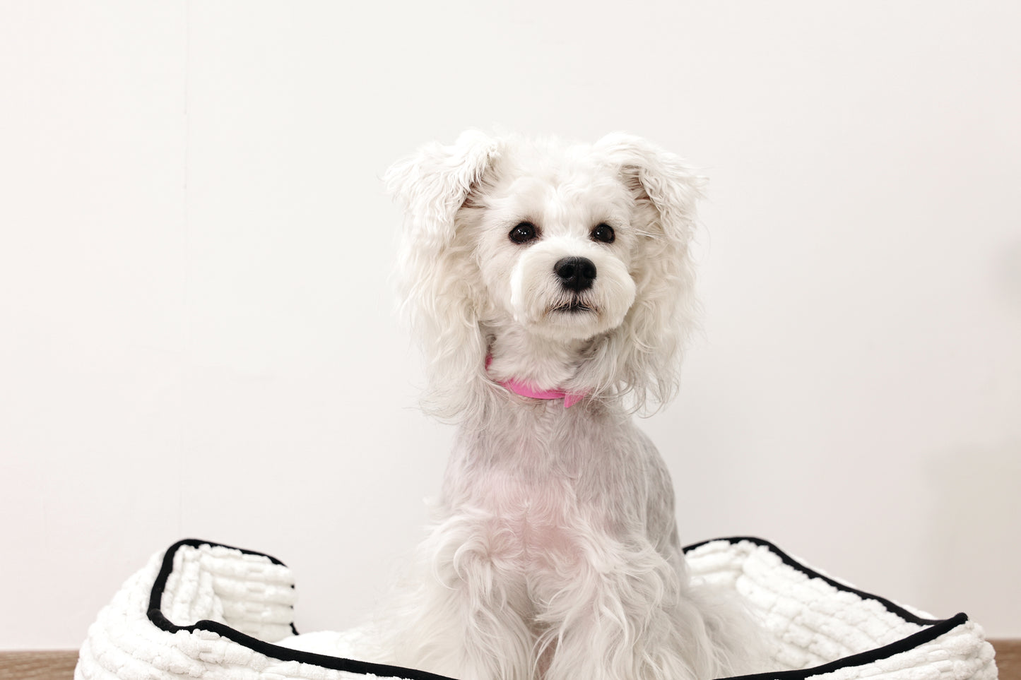 M-PETS Keep Calm Calming Pheromone Collar for Dogs, Anti-Anxiety Collar for Barking, Stress & Separation Anxiety, Up to 60 Days Calming Effect
