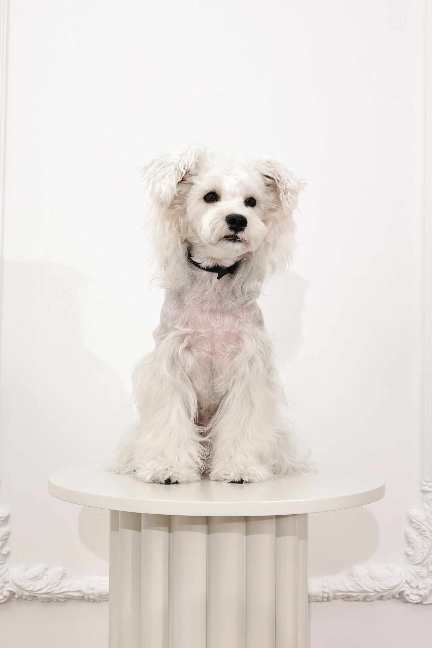 M-PETS Keep Calm Calming Pheromone Collar for Dogs, Anti-Anxiety Collar for Barking, Stress & Separation Anxiety, Up to 60 Days Calming Effect